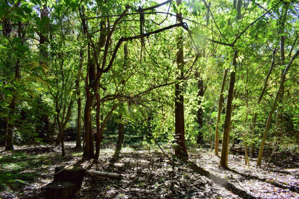 Bosque de la Reserva Natural de Hurlingham